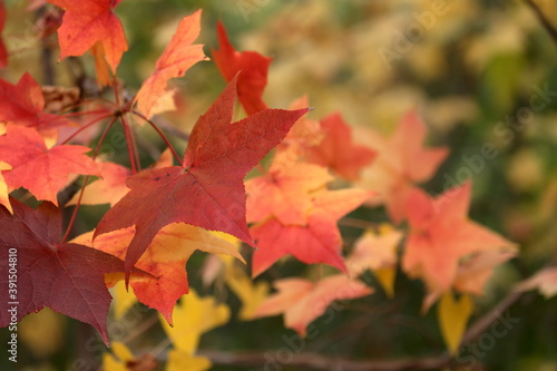 色づくカエデの葉