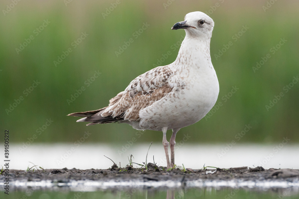 Pontische Meeuw, Caspian Gull, Larus cachinnans Pontische Meeuw, Caspian Gull, Larus cachinnans