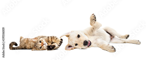 Playful cat scottish straight and labrador puppy lying together isolated on white background