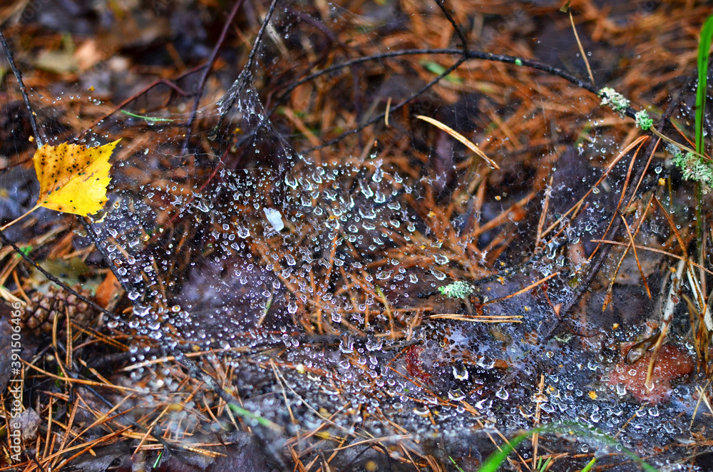 Drops of morning dew on a cobweb in the forest in the autumn season. Spider web background