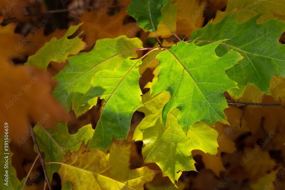 Bright autumn leaf, isolated on dark background. Orange yellow colours close up