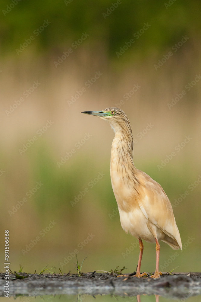 Ralreiger, Squacco Heron, Ardeola ralloides Ralreiger, Squacco Heron, Ardeola ralloides