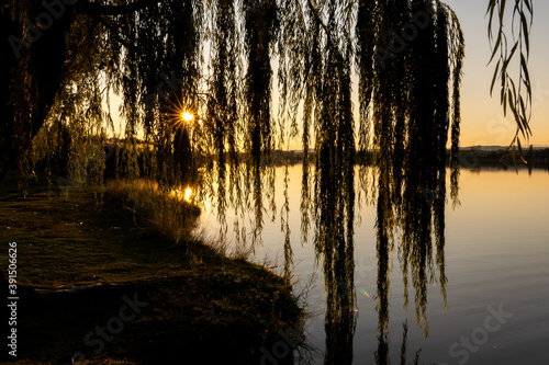 Weeping willow in a backlight shot at sunset in the Cazalegas reservoir