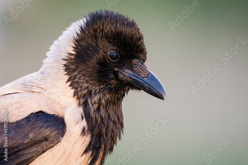 Bonte Kraai, Hooded Crow, Corvus cornix