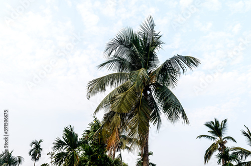 Coconut Palm tree background photo in Autumn seasonal theme back-lit but vibrant color sunrise sky. Palm tree in illuminated by sunlight. Goa Sea Beach India. Beauty in nature horizon Backgrounds. © SB Stock