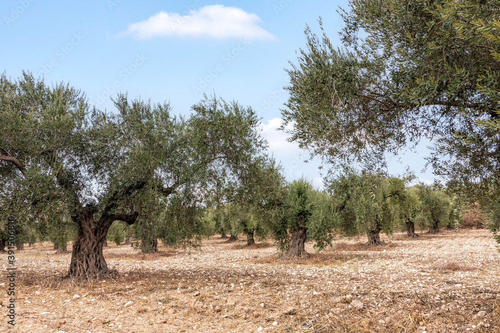 Olive tree garden with unripe fruits against the blue sky with clouds Olive tree garden with unripe fruits against the blue sky with clouds