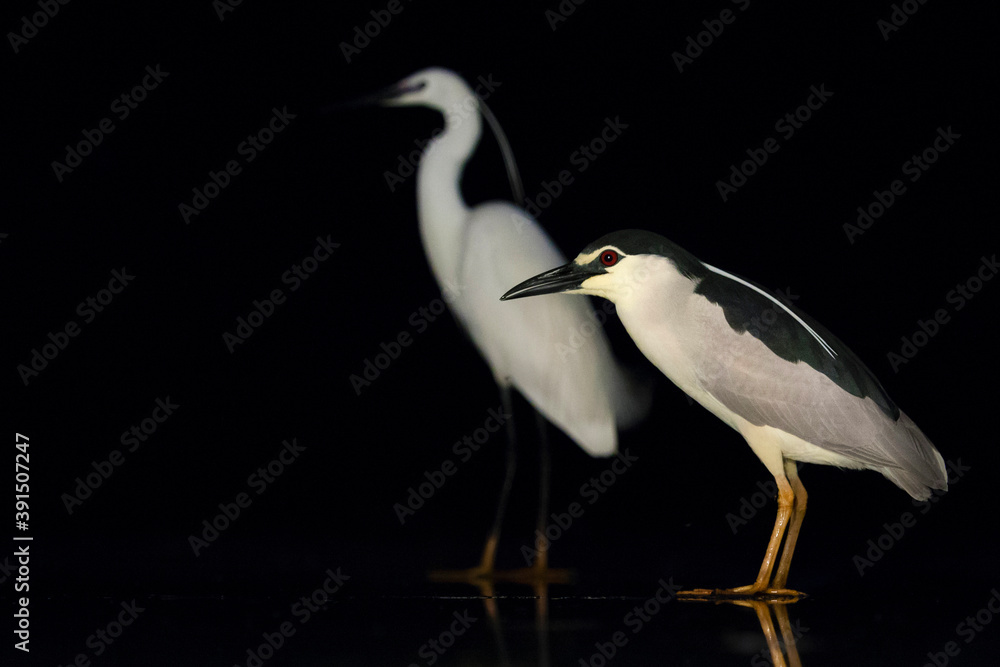 Kwak, Black-crowned Night Heron, Nycticorax nycticorax Kwak, Black-crowned Night Heron, Nycticorax nycticorax