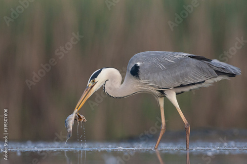 Blauwe Reiger, Grey Heron, Ardea cinerea