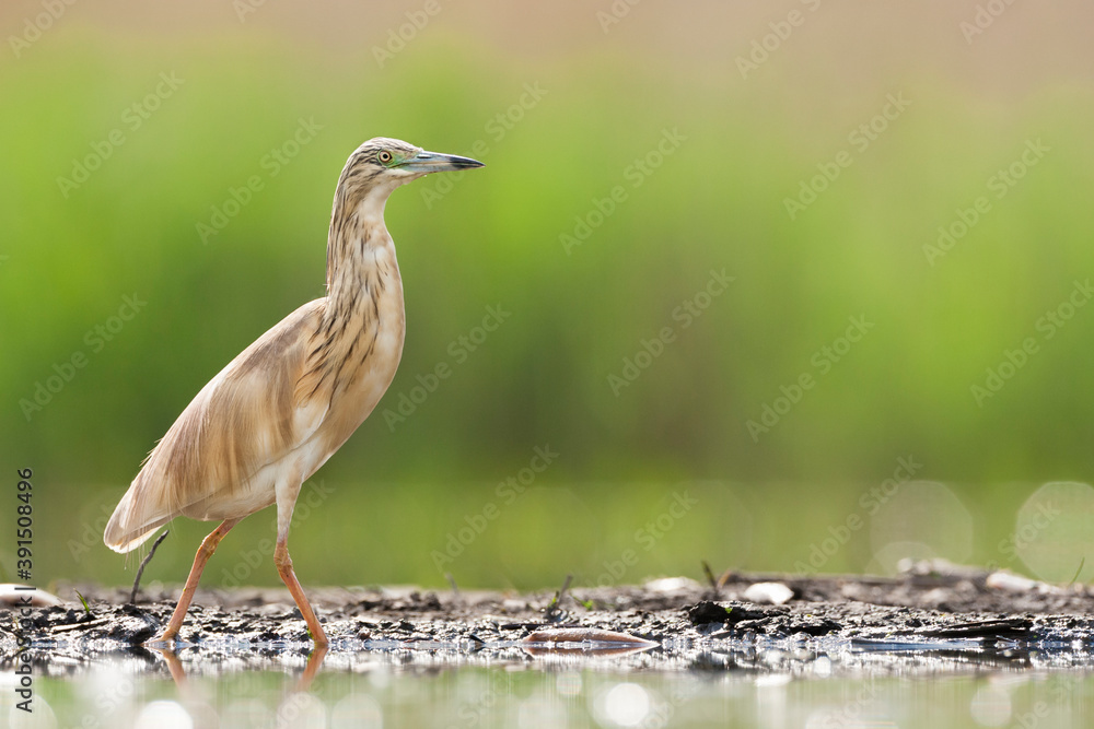 Ralreiger, Squacco Heron, Ardeola ralloides Ralreiger, Squacco Heron, Ardeola ralloides