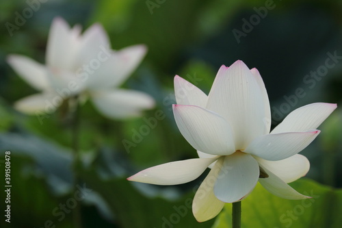 white lotus flower