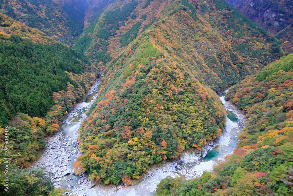 祖谷渓　ひの字渓谷　紅葉　(徳島県）