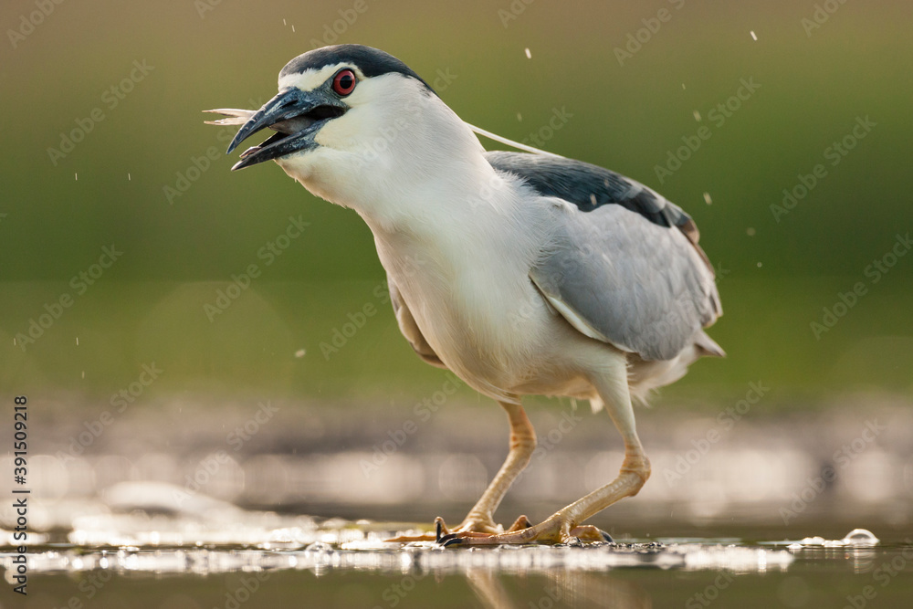 Kwak, Black-crowned Night Heron, Nycticorax nycticorax Kwak, Black-crowned Night Heron, Nycticorax nycticorax