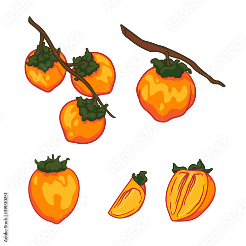 Vector doodle set of Persimmon. Hand drawn persimmon fruit illustration isolated on white background. Food icon