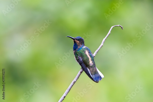 Witnekkolibrie, White-necked Jacobin, Florisuga mellivora