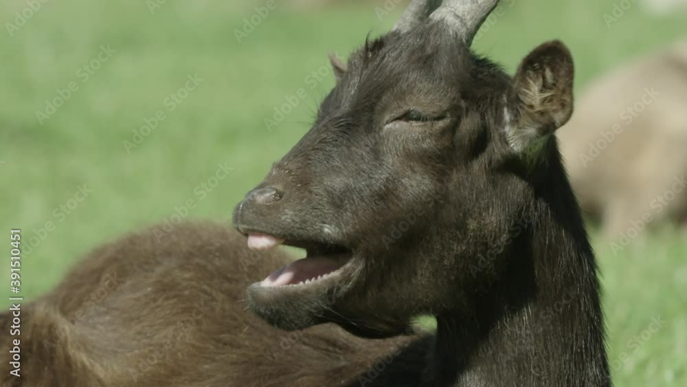 CLOSE UP, Hilarious shot of a Pygmy goat yawning in the sun CLOSE UP, Hilarious shot of a Pygmy goat yawning in the sun