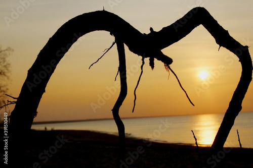 silhouette of a branch in the sunset