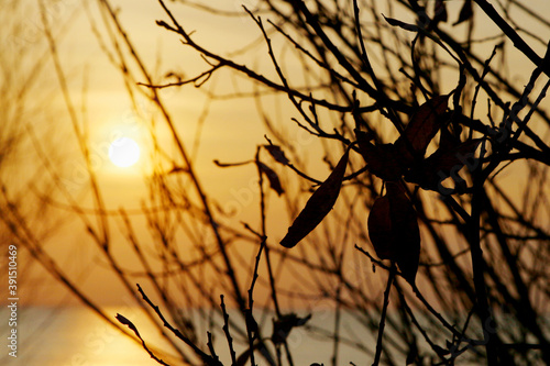 sunset in the bushes over the sea