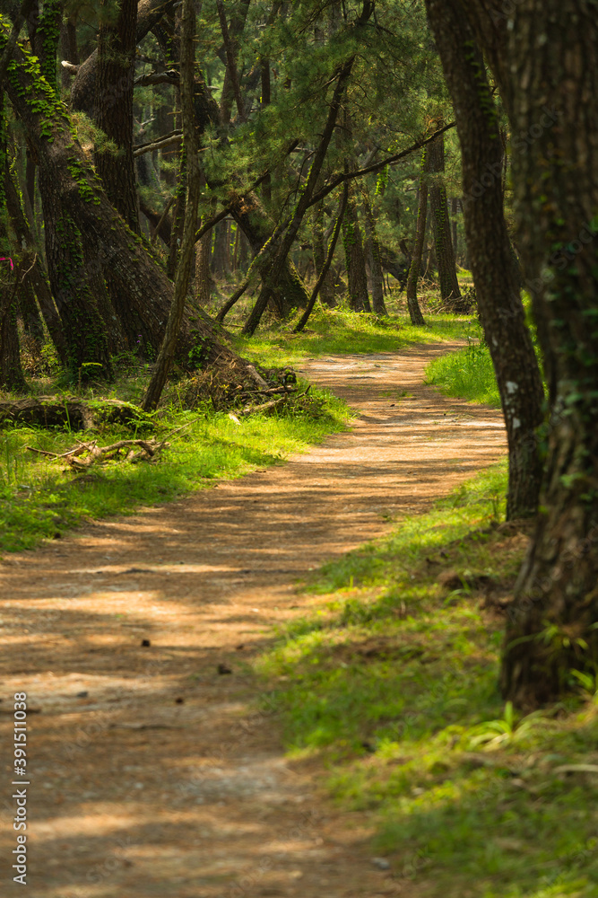 Fototapeta premium 日本 佐賀県唐津市、日本三大松原の一つで特別名勝の虹の松原