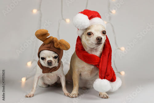  two chihuahua dog wearing Santa costume and reindeer costume sitting s on white background with Christmas lights. Christmas and new year concept. © Phuttharak