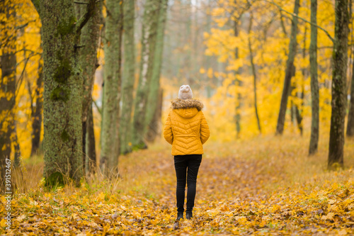 Stampa su tela One adult young woman in warm clothes walking on yellow fallen leaves in forest