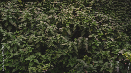 Bujne krzaki pokrzywy stanowiące naturalne zielone tło photo