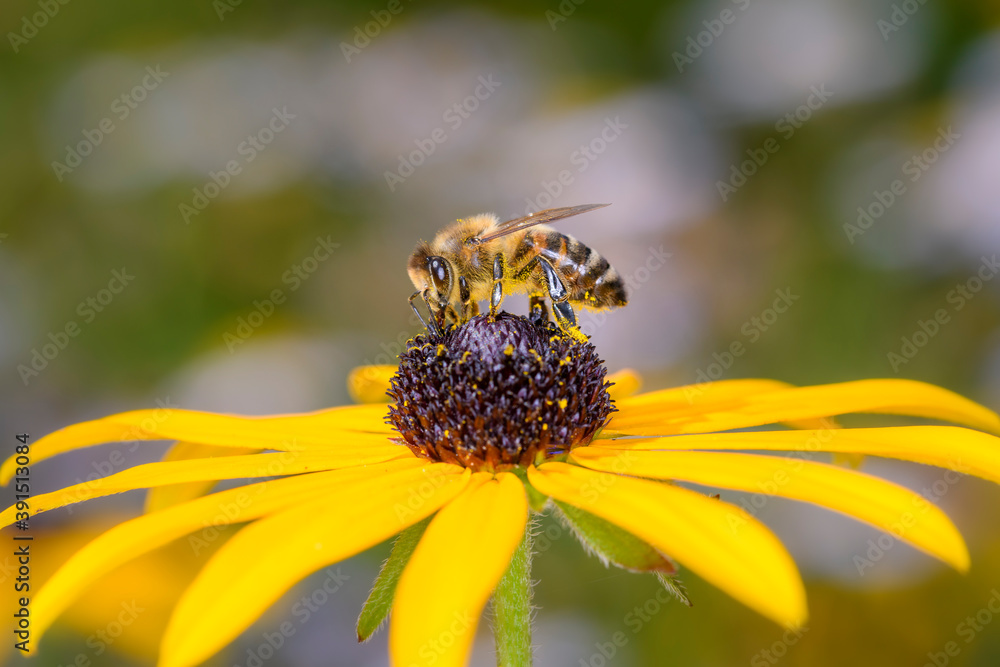 Bee - Apis mellifera - pollinates Rudbeckia fulgida Bee - Apis mellifera - pollinates Rudbeckia fulgida