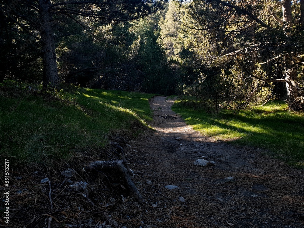 Fototapeta premium Sendero