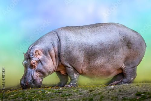 hippo on a blue background
