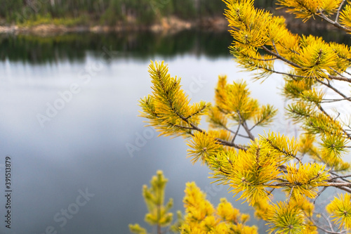 Yellow green branches of a pine tree close-up on the background of a lake. Landscape, autumn natural background, copy space