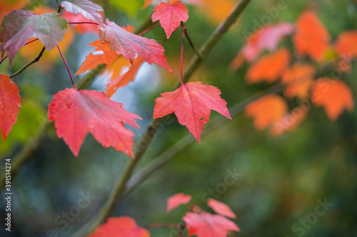 Japanese autumn garden  colorful leafs