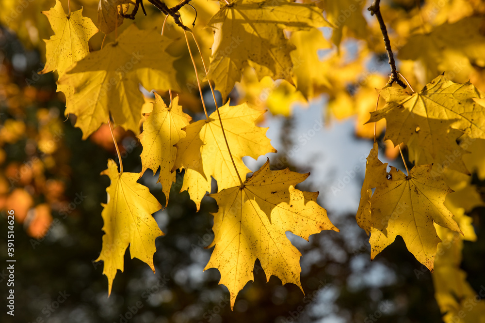 Yellow Autumn maple leaves sunlight,
