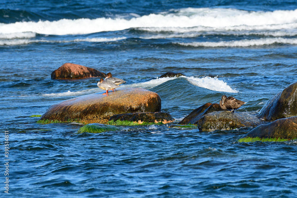 Fototapeta premium Gänsesäger an der Ostsee im Herbst