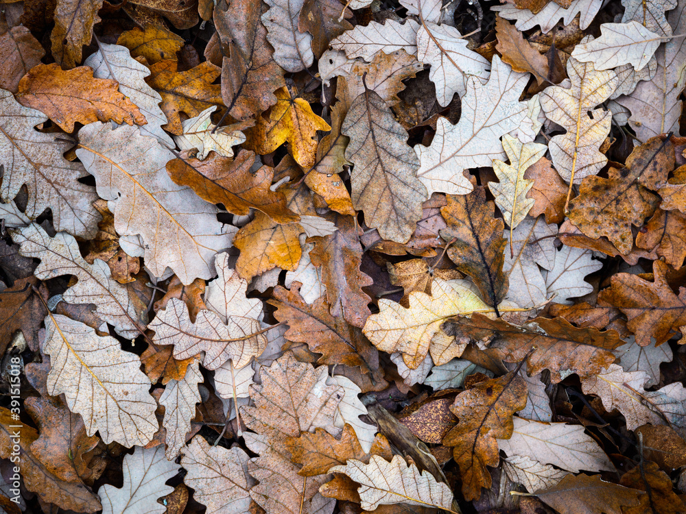 Fallen oak tree leaves in autumn Fallen oak tree leaves in autumn