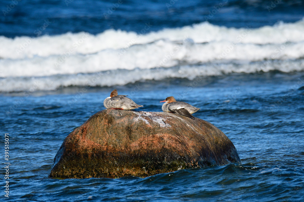 Fototapeta premium Gänsesäger an der Ostsee im Herbst