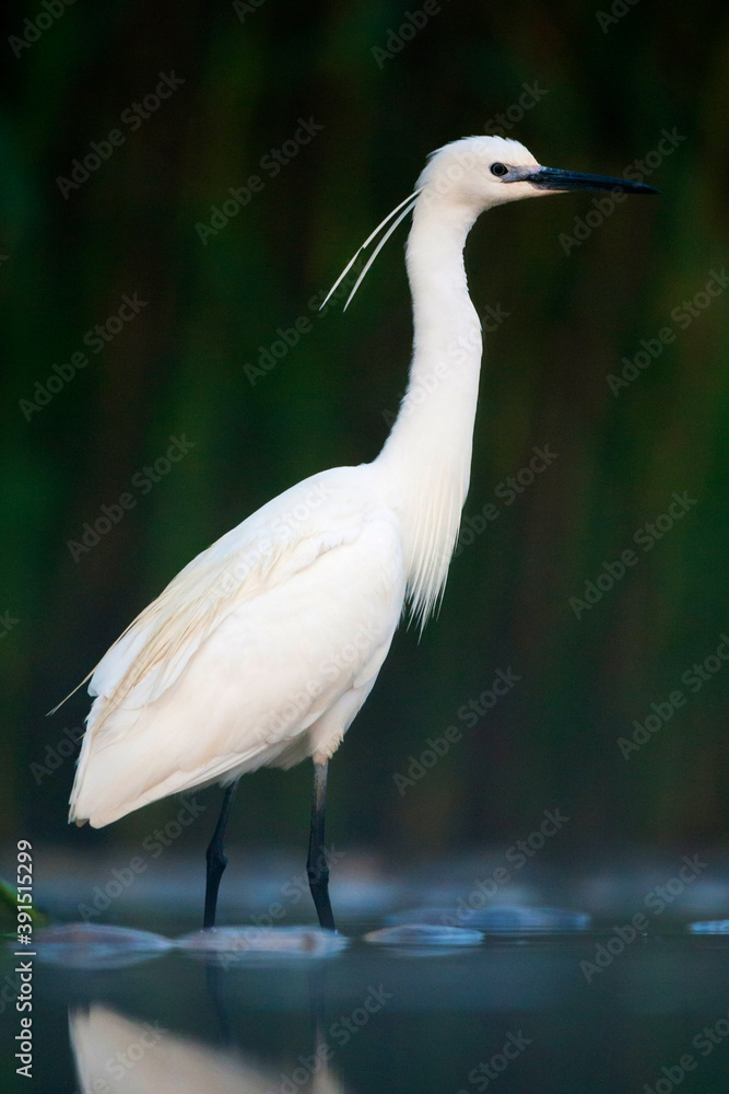 Kleine Zilverreiger, Little Egret, Egretta garzetta Kleine Zilverreiger, Little Egret, Egretta garzetta