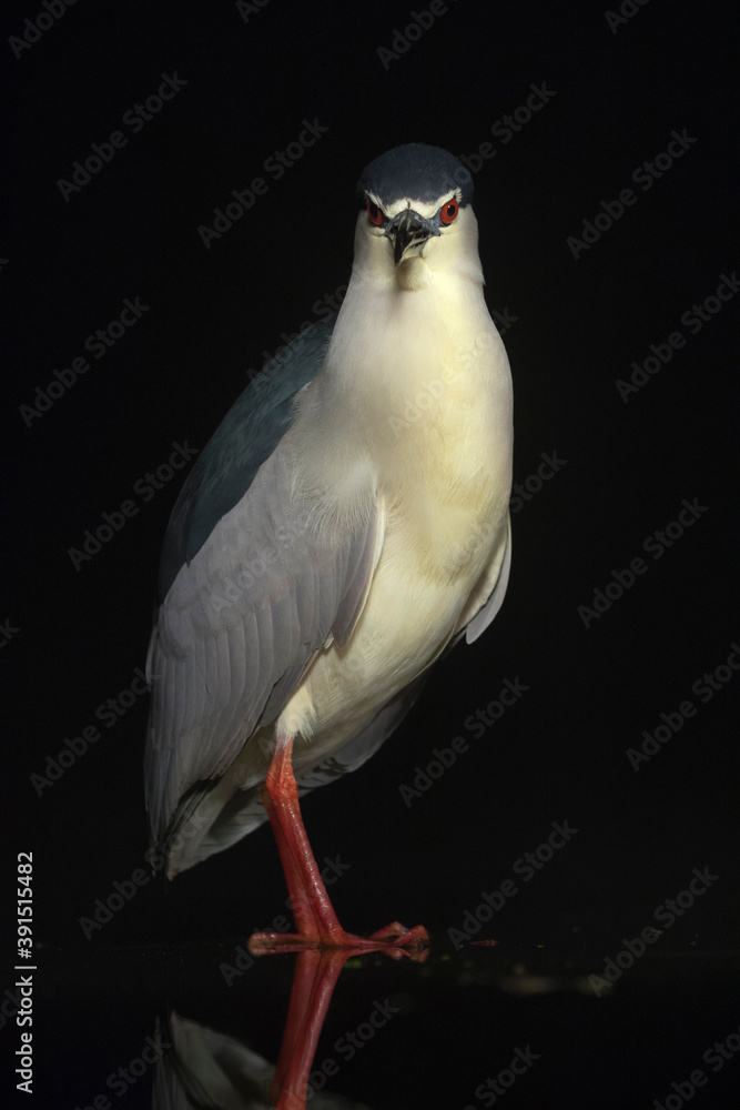 Fototapeta premium Kwak, Black-crowned Night Heron, Nycticorax nycticorax