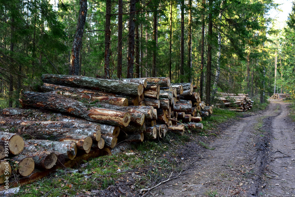Piled pine tree logs in forest. Stacks of cut wood. Out of focus, possible granularity, motion blur Piled pine tree logs in forest. Stacks of cut wood. Out of focus, possible granularity, motion blur