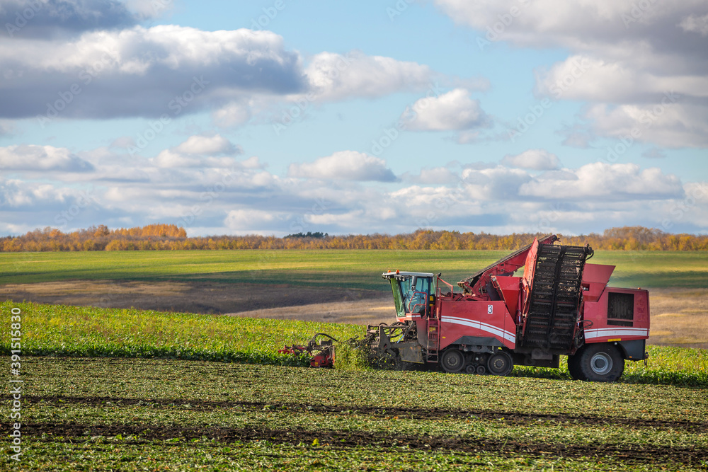 sugar beet harvesting with a modern combine harvester. Blue sky, red combine sugar beet harvesting with a modern combine harvester. Blue sky, red combine