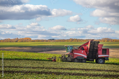 sugar beet harvesting with a modern combine harvester. Blue sky  red combine