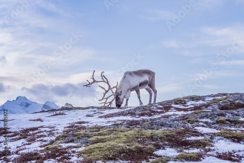 Tableau sur toile One reindeer with antlers eating grass.