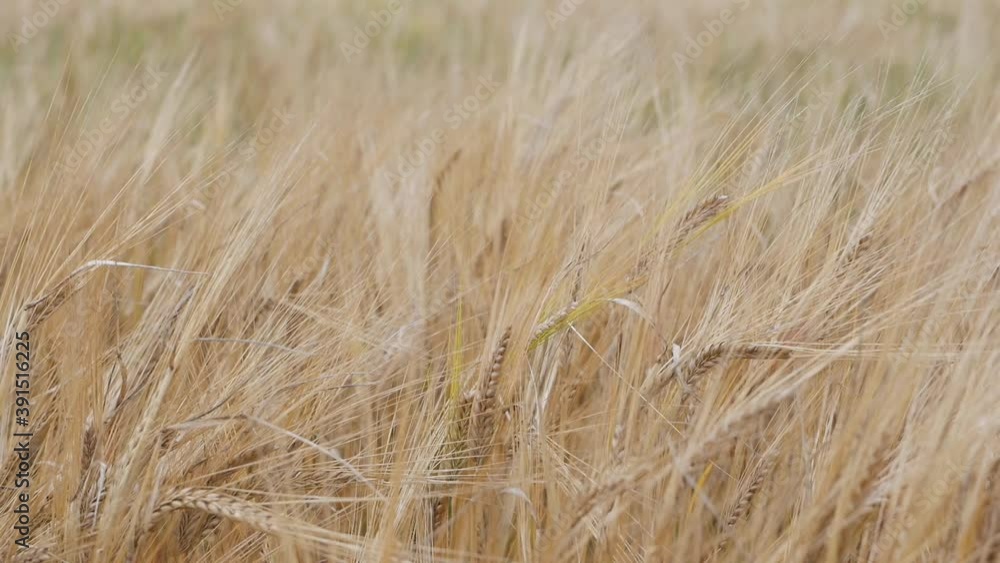 Ripe ears of wheat swaying from the gentle wind. Wheat field ready to harvest. Close-up Ripe ears of wheat swaying from the gentle wind. Wheat field ready to harvest. Close-up