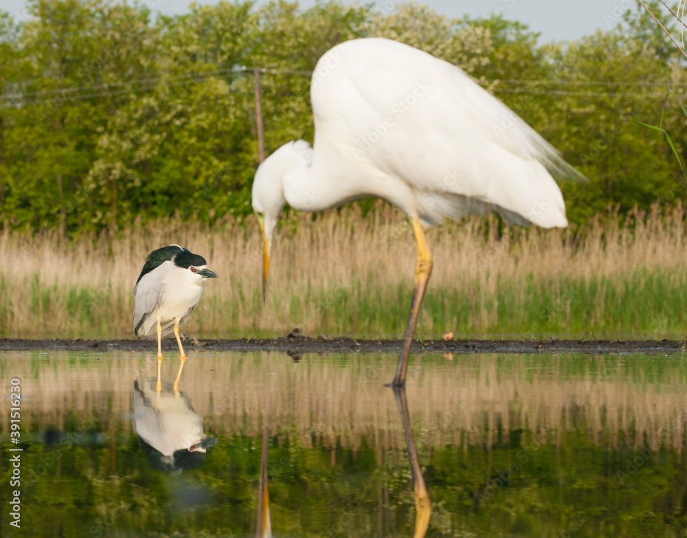 Fototapeta premium Kwak, Black-crowned Night Heron, Nycticorax nycticorax
