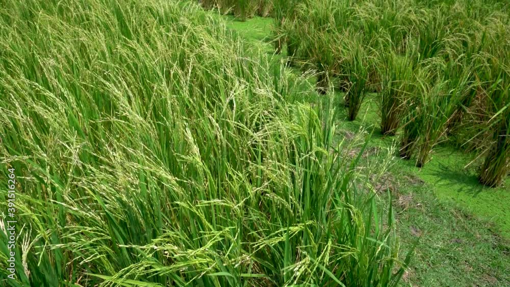 Green Jasmine rice field in Thailand, Ears Of Rice Swaying In The Wind, Young rice sprout ready to growing. Green Jasmine rice field in Thailand, Ears Of Rice Swaying In The Wind, Young rice sprout ready to growing.