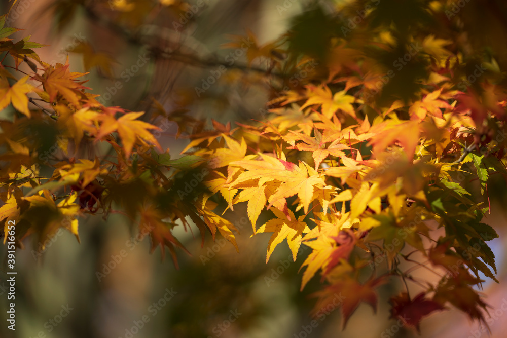 Japanese autumn garden, colorful leafs Japanese autumn garden, colorful leafs