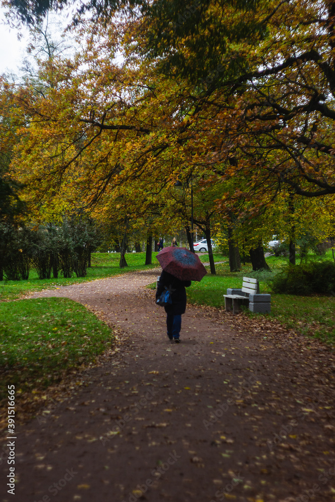 autumn in the park autumn in the park