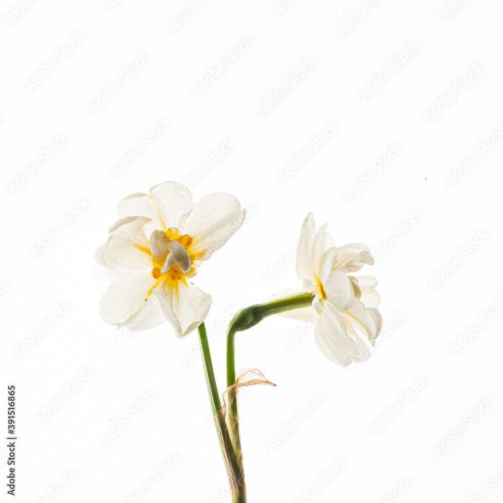 flowers on the white background flowers on the white background