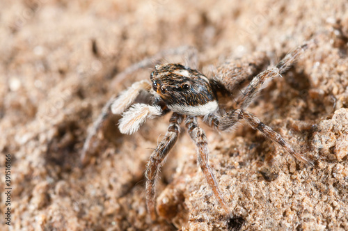A jumping spider (Menemerus semilimbatus), salticidae family, Italy