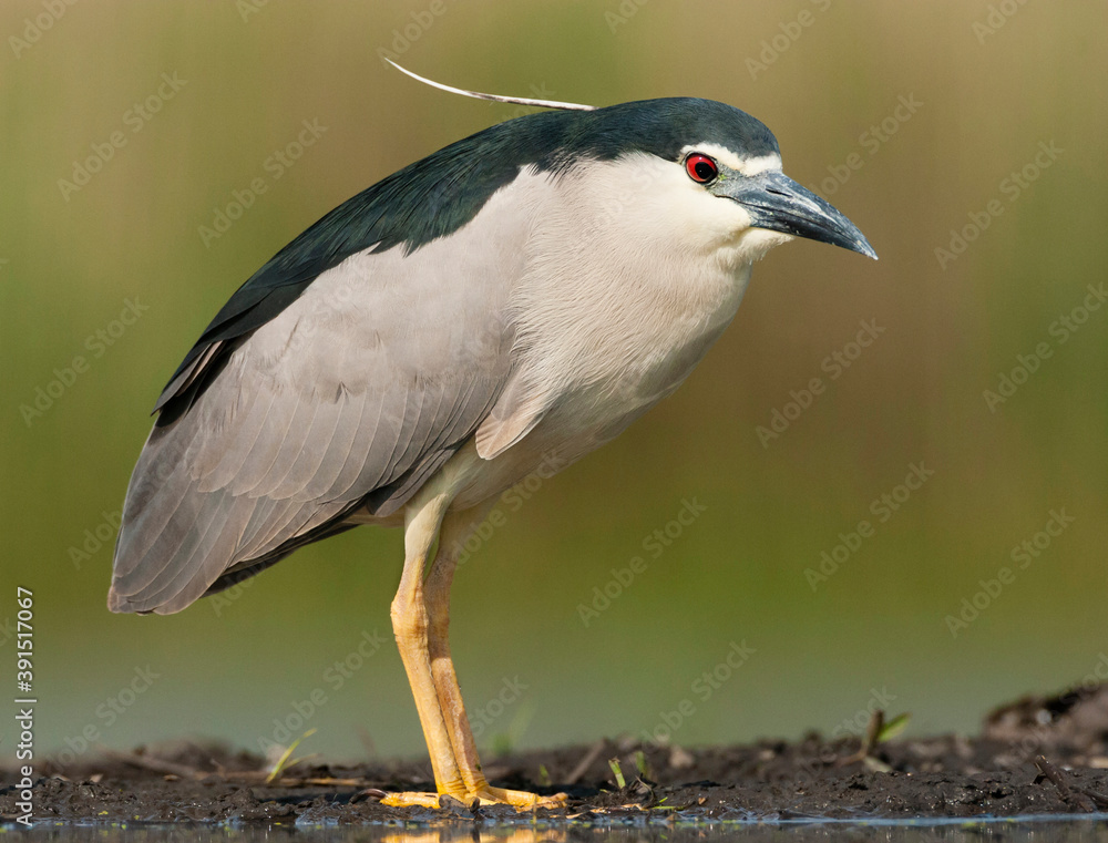 Naklejka premium Kwak, Black-crowned Night Heron, Nycticorax nycticorax