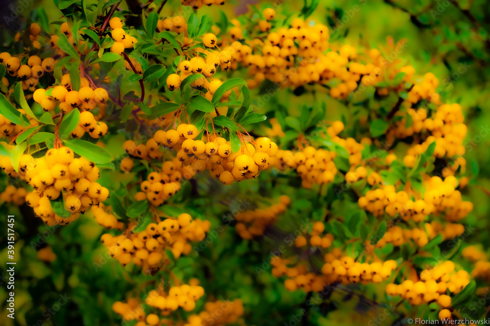 Yellow fruits of firethorn bush (lat. Pyracantha) Yellow fruits of firethorn bush (lat. Pyracantha)