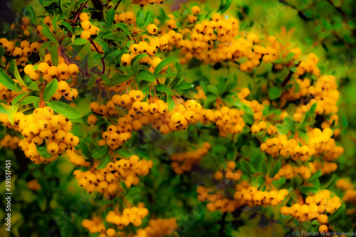 Yellow fruits of firethorn bush  lat. Pyracantha 